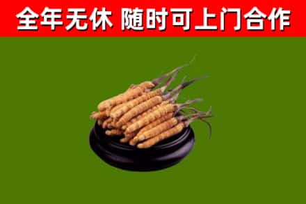 明水县回收冬虫夏草